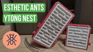 Image result for ytong ants