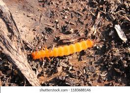 Attēlu rezultāti vaicājumam “Cucujus cinnaberinus larva”