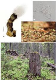 Attēlu rezultāti vaicājumam “Micarea sp.”