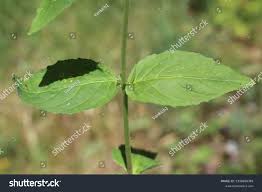 Attēlu rezultāti vaicājumam “Epilobium montanum leaf”