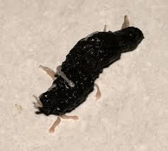 Image result for cestoda excrement dog