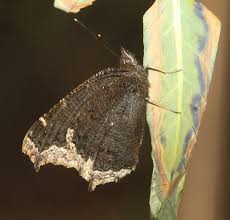 Attēlu rezultāti vaicājumam “Nymphalis antiopa underside”