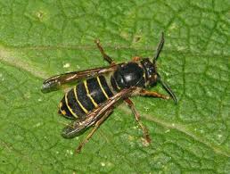 Attēlu rezultāti vaicājumam “Dolichovespula media”