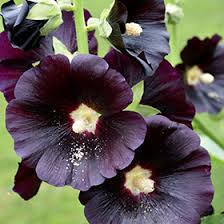 Image result for Alcea (althaea) rosea