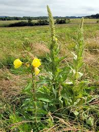 Image result for Nachtkerze