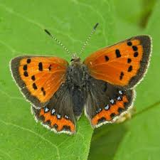 Attēlu rezultāti vaicājumam “Lycaena phlaeas”