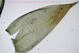 Attēlu rezultāti vaicājumam “Taxiphyllum wissgrillii”