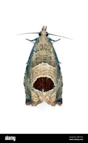 Attēlu rezultāti vaicājumam “Notocelia uddmanniana”