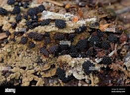 Attēlu rezultāti vaicājumam “Metatrichia vesparia”