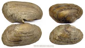 Attēlu rezultāti vaicājumam “Unio crassus”