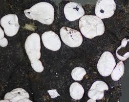 Attēlu rezultāti vaicājumam “Diderma effusum spores”