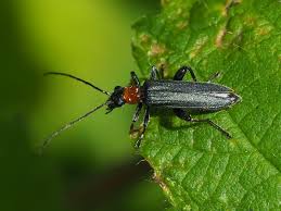 Attēlu rezultāti vaicājumam “Oedemera croceicollis”