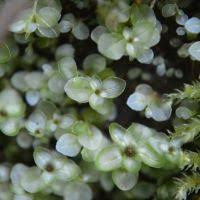 Attēlu rezultāti vaicājumam “Rhizomnium punctatum”