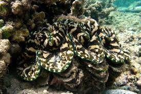 Image result for tridacna