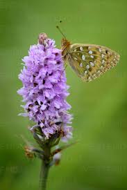 Attēlu rezultāti vaicājumam “Argynnis aglaja”