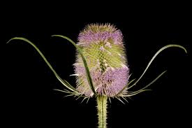 Image result for Dipsacus silvestris