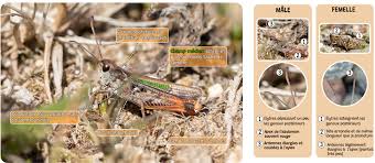 Attēlu rezultāti vaicājumam “Myrmeleotettix maculatus”