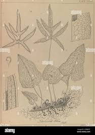 Attēlu rezultāti vaicājumam “Lophocolea bidentata”