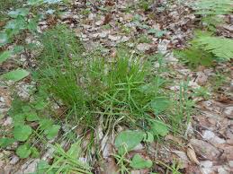 Attēlu rezultāti vaicājumam “Carex pilulifera”