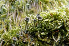 Attēlu rezultāti vaicājumam “Cladonia fimbriata”