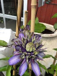 Image result for clematis multi blue