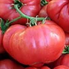 Afbeeldingsresultaat voor earl faux tomato