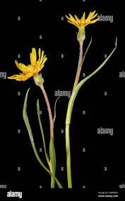 Attēlu rezultāti vaicājumam “Tragopogon pratensis subsp. pratensis”