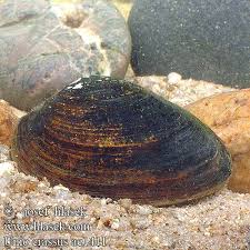 Attēlu rezultāti vaicājumam “Unio crassus”