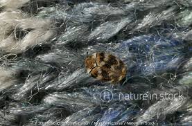 Attēlu rezultāti vaicājumam “Anthrenus verbasci”