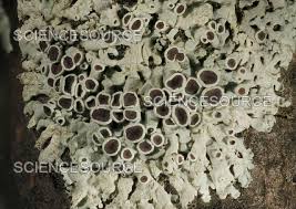 Attēlu rezultāti vaicājumam “Physcia tenella”