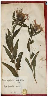 Attēlu rezultāti vaicājumam “Centaurea phrygia bud”