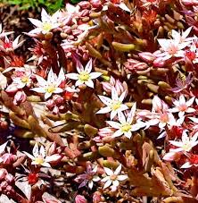 Attēlu rezultāti vaicājumam “Sedum hispanicum”