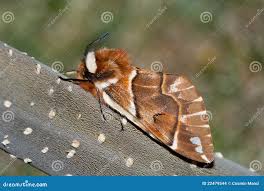 Attēlu rezultāti vaicājumam “Endromidae”