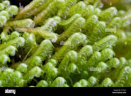 Attēlu rezultāti vaicājumam “Bazzania trilobata”