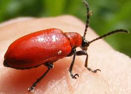 Attēlu rezultāti vaicājumam “Lilioceris lilii”