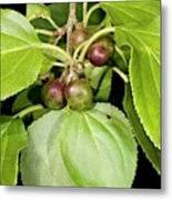 Attēlu rezultāti vaicājumam “Rhamnus cathartica fruit”