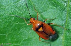 Attēlu rezultāti vaicājumam “Deraeocoris ruber”