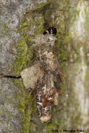 Attēlu rezultāti vaicājumam “Proutia betulina”
