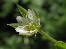 Attēlu rezultāti vaicājumam “Moehringia trinervia”