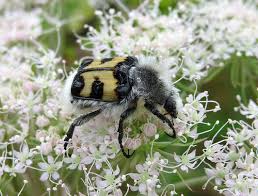 Attēlu rezultāti vaicājumam “Trichius fasciatus”