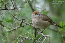 Attēlu rezultāti vaicājumam “Sylvia atricapilla”