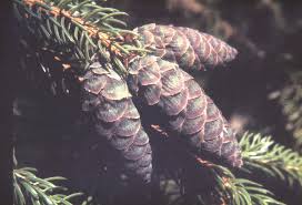 Attēlu rezultāti vaicājumam “Picea abies fruit”
