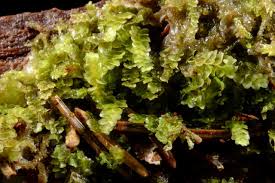 Attēlu rezultāti vaicājumam “Calypogeia suecica”