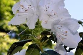 Attēlu rezultāti vaicājumam “Microrrhinum minus flower”