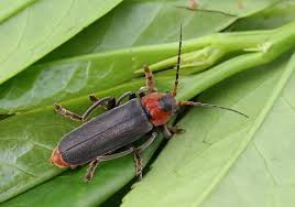 Attēlu rezultāti vaicājumam “Cantharis rustica imago”