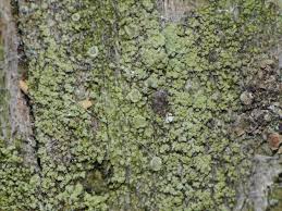 Attēlu rezultāti vaicājumam “Lecanora conizaeoides”