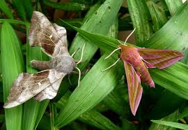 Attēlu rezultāti vaicājumam “Laothoe populi”