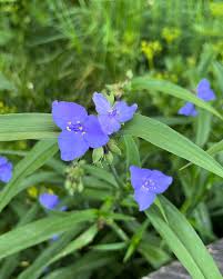 Attēlu rezultāti vaicājumam “Tradescantia virginiana flower”