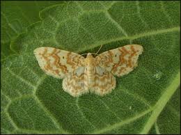 Attēlu rezultāti vaicājumam “Hydrelia flammeolaria”