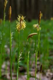 Attēlu rezultāti vaicājumam “Carex pilosa flower”